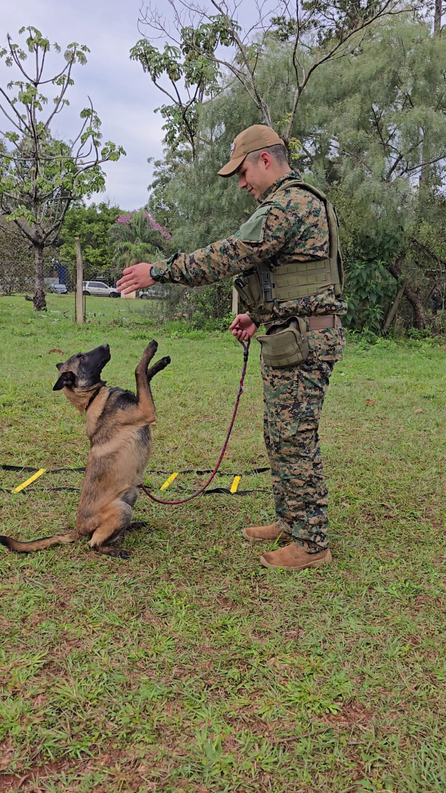 Suman nuevos operadores K9 al G.O.E. para búsquedas, rescates y detección de narcóticos 9 Suman nuevos operadores K9 al G.O.E. para búsquedas, rescates y detección de narcóticos imagen-8