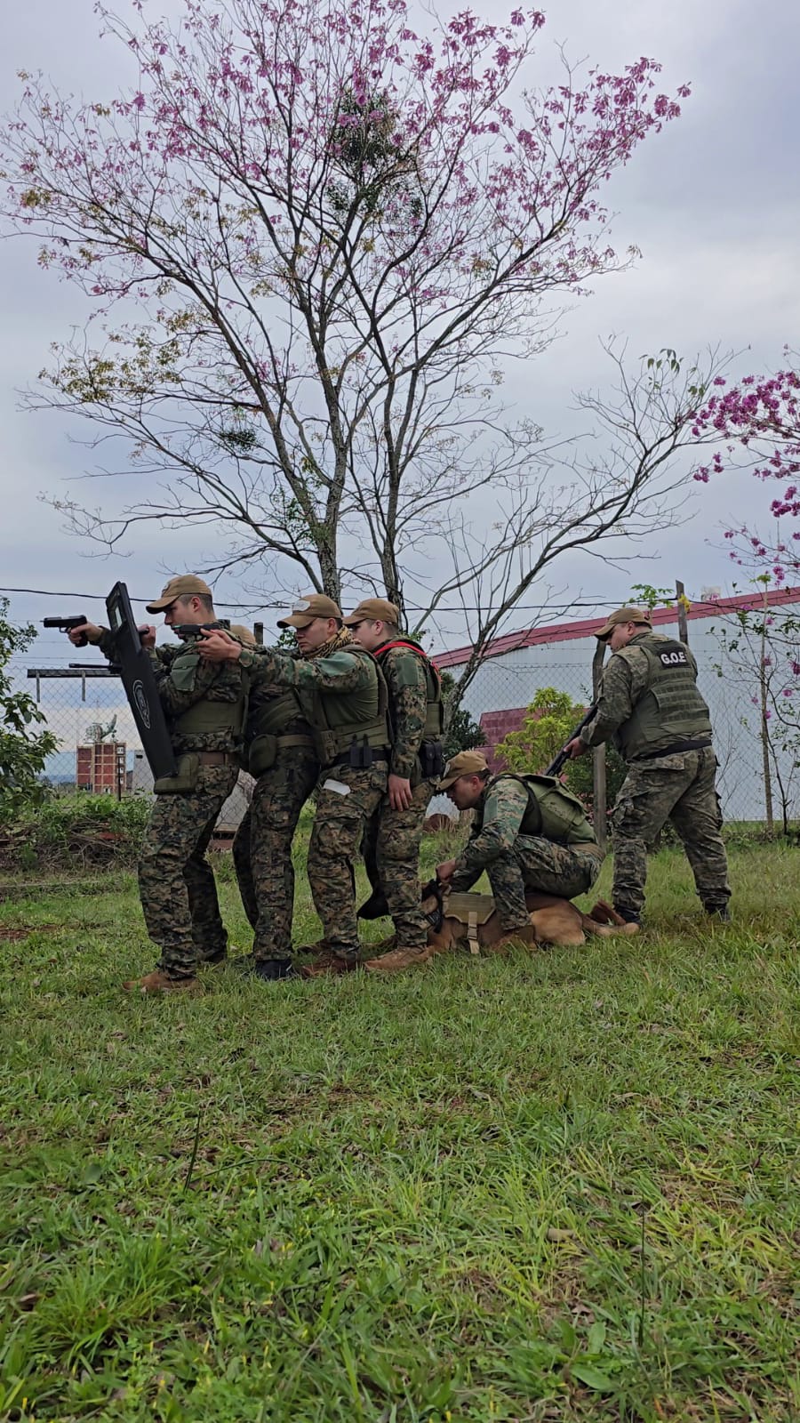 Suman nuevos operadores K9 al G.O.E. para búsquedas, rescates y detección de narcóticos 7 Suman nuevos operadores K9 al G.O.E. para búsquedas, rescates y detección de narcóticos imagen-6