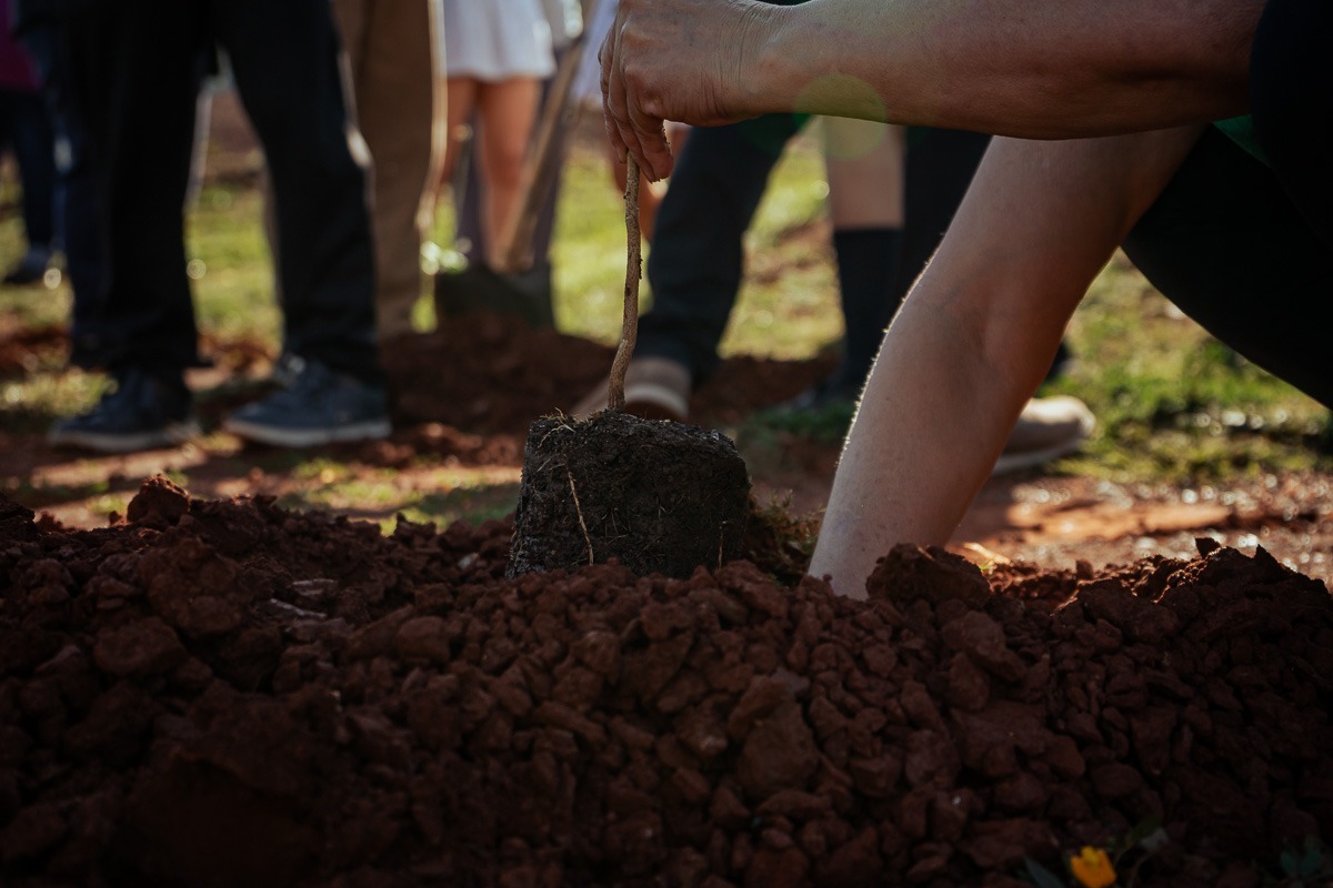 Posadas tiene un nuevo bosque urbano en la costanera 3 Posadas tiene un nuevo bosque urbano en la costanera imagen-2
