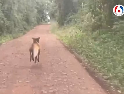 Logran registrar en el Parque Nacional Iguazú a un aguará guazú, el zorro más grande de Sudamérica Logran registrar en el Parque Nacional Iguazú a un aguará guazú, el zorro más grande de Sudamérica imagen-3