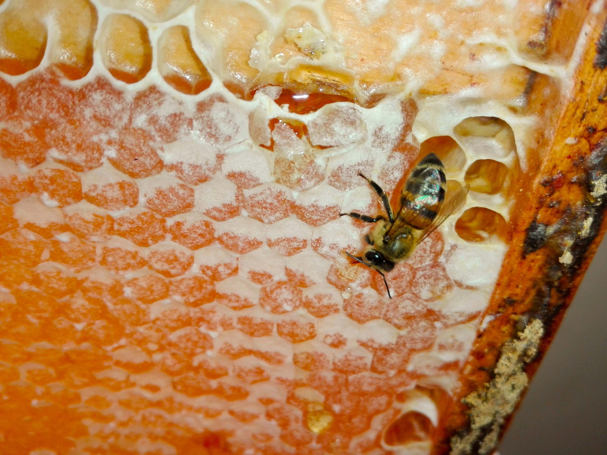 Apicultura misionera en expansión: productores de Oberá y la región trabajan en formalización y mejoras en la producción imagen-4