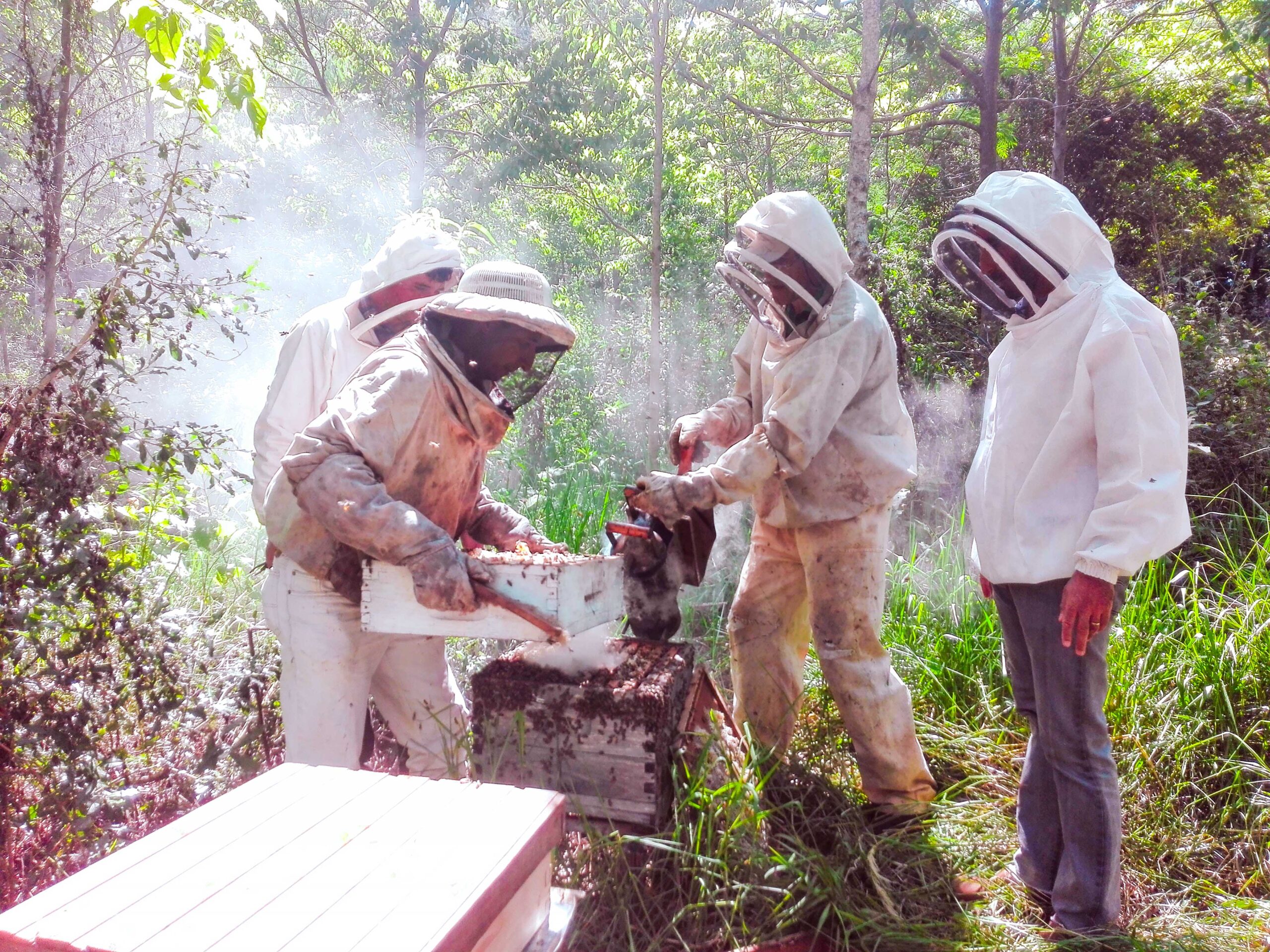Apicultura misionera en expansión: productores de Oberá y la región trabajan en formalización y mejoras en la producción imagen-2