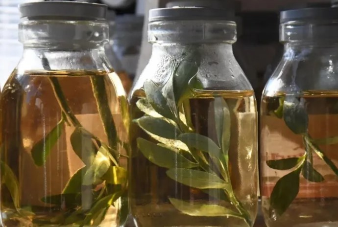 1° de agosto: Favaloro y la caña con ruda imagen-2