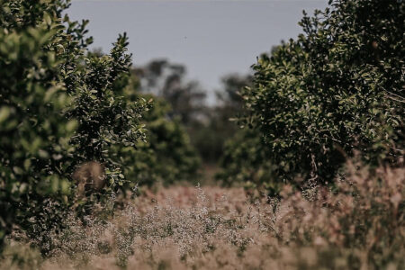 Avanzan con capacitaciones estratégicas para mejorar la eficiencia del cultivo de yerba mate imagen-5