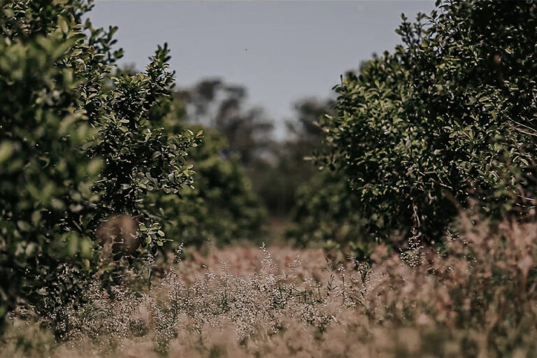 Avanzan con capacitaciones estratégicas para mejorar la eficiencia del cultivo de yerba mate Avanzan con capacitaciones estratégicas para mejorar la eficiencia del cultivo de yerba mate imagen-47