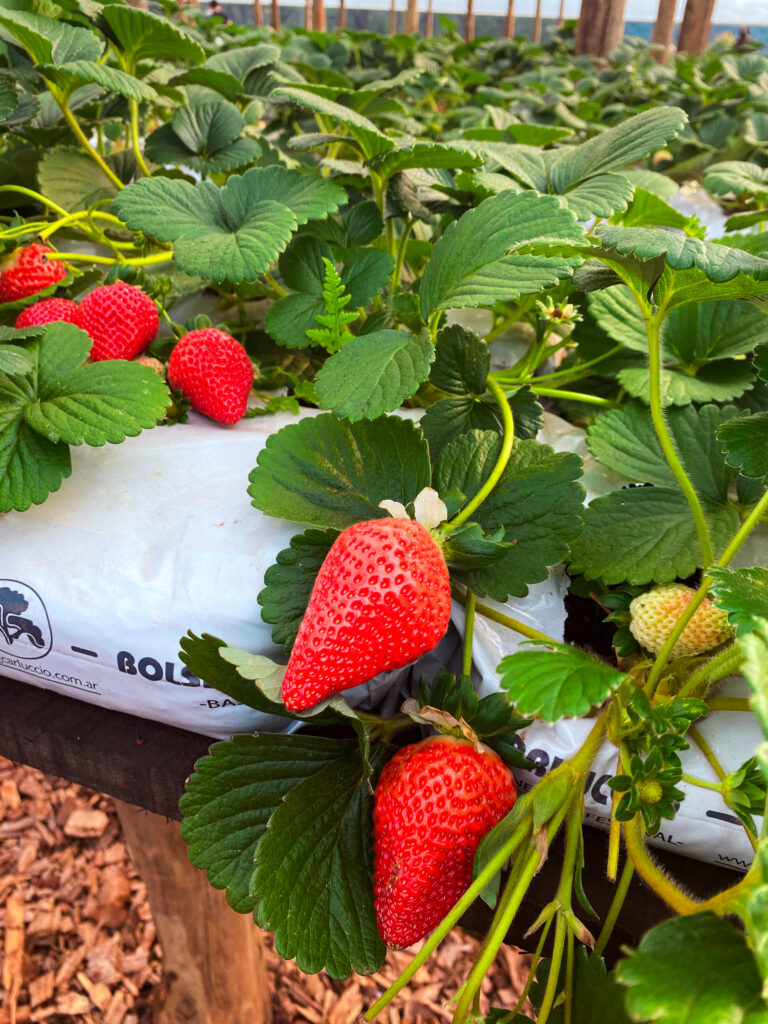 Invitan a una Jornada Técnica: El Cultivo de Frutilla en Misiones imagen-22