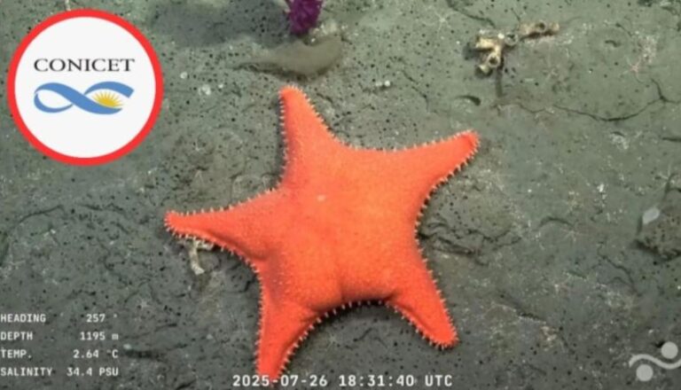 La estrella «culona» dio una excelente excusa para conocer más sobre el CONICET La estrella "culona" dio una excelente excusa para conocer más sobre el CONICET imagen-17