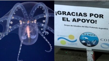 Terminó la misión del Conicet: la emotiva despedida de los científicos en el fondo del mar argentino imagen-1