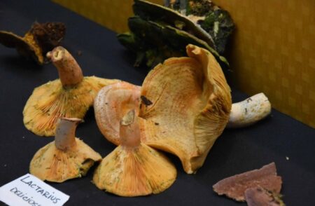 Avanzan en la Mes Técnica Funga Misionera hacia el Registro de Productores y Recolectores de Hongos comestibles imagen-4