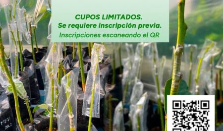 Harán una Jornada Práctica “Propagación de Plantas Frutales: Técnicas de Injertos utilizadas en Misiones” imagen-6