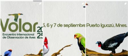 "Volar 2025": Misiones celebrará el primer encuentro internacional de observación de aves imagen-7
