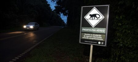 Nuevo informe sobre atropellamientos de fauna en áreas protegidas del NEA, cuáles son las principales amenazas para las especies más afectadas imagen-2