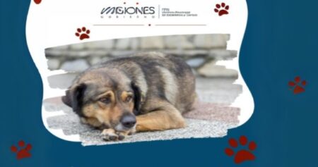 El Observatorio de Violencia Familiar y de Género de Misiones publicó “Análisis del Maltrato Animal y su Relación con Otras Formas de Violencia” El Observatorio de Violencia Familiar y de Género de Misiones publicó “Análisis del Maltrato Animal y su Relación con Otras Formas de Violencia” imagen-6