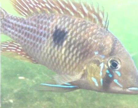 Declaran Monumento Natural Provincial a la especie de pez autóctona «chanchita» Declaran Monumento Natural Provincial a la especie de pez autóctona "chanchita" imagen-1