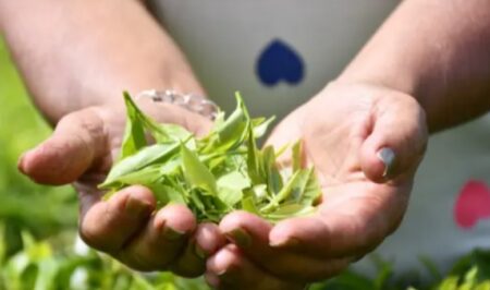 El Gobierno provincial lanzó medidas para aliviar la situación financiera del sector tealero imagen-7