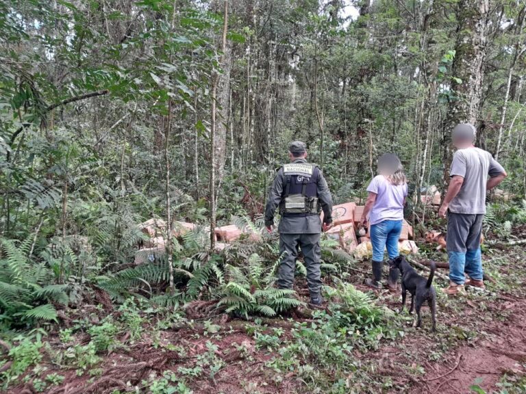 Acopian 24.820 paquetes de cigarrillos ingresados de contrabando entre la vegetación Acopian 24.820 paquetes de cigarrillos ingresados de contrabando entre la vegetación imagen-50