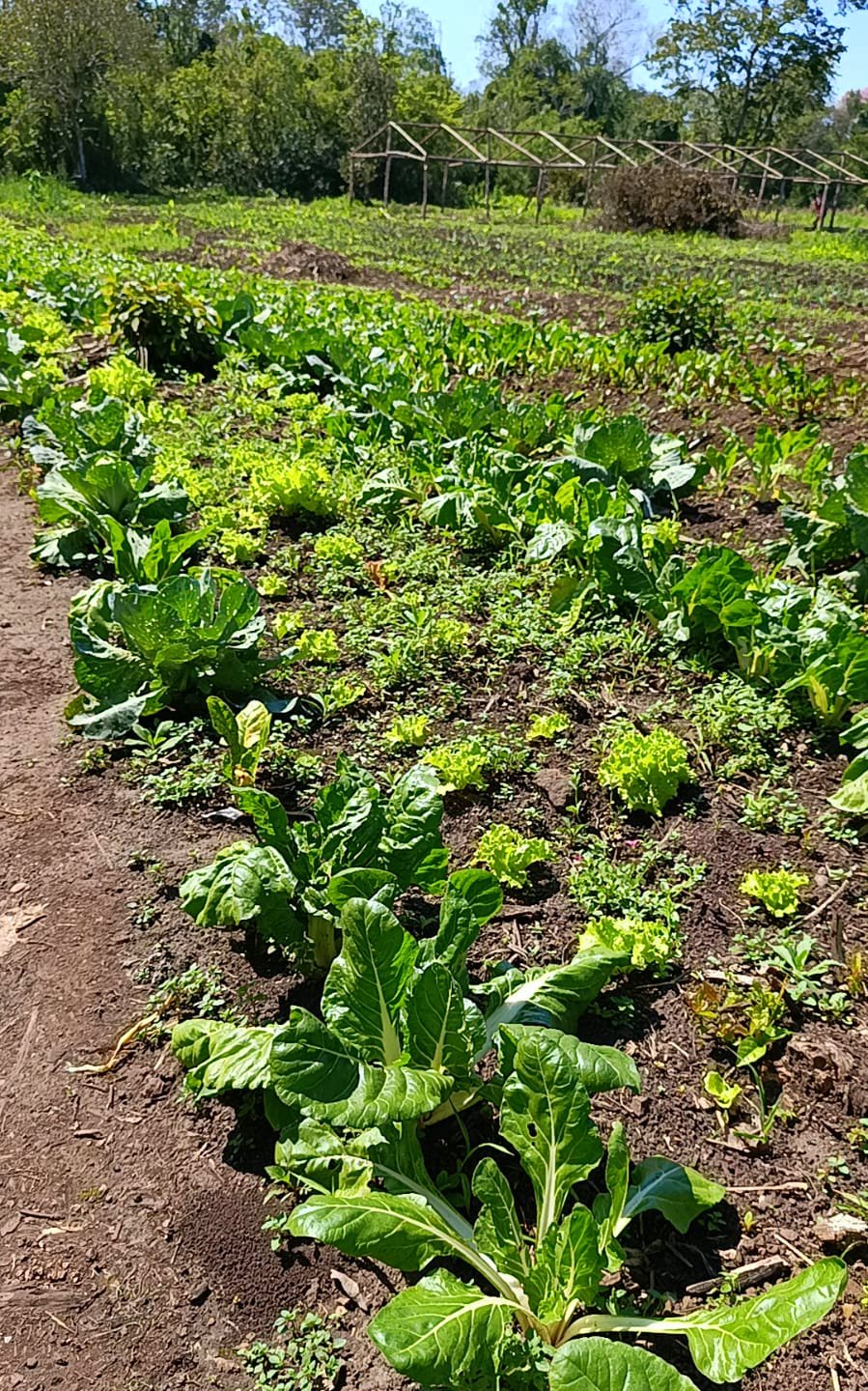 Sanción de la Ley de Promoción del Trabajo y Arraigo Rural: más oportunidades para jóvenes en la chacra, señalan imagen-18