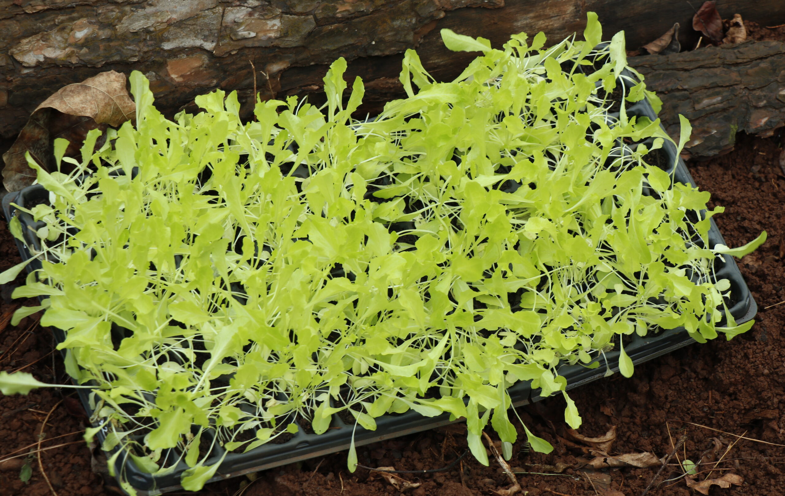 Mujeres del barrio "Sol de Misiones" levantan huerta comunitaria con apoyo técnico municipal y provincial imagen-6