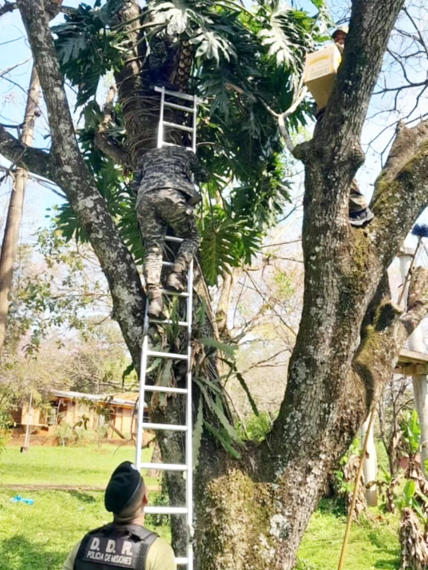 La Policía rescató y liberó a un erizo que había ingresado a un local en Gobernador Roca imagen-2