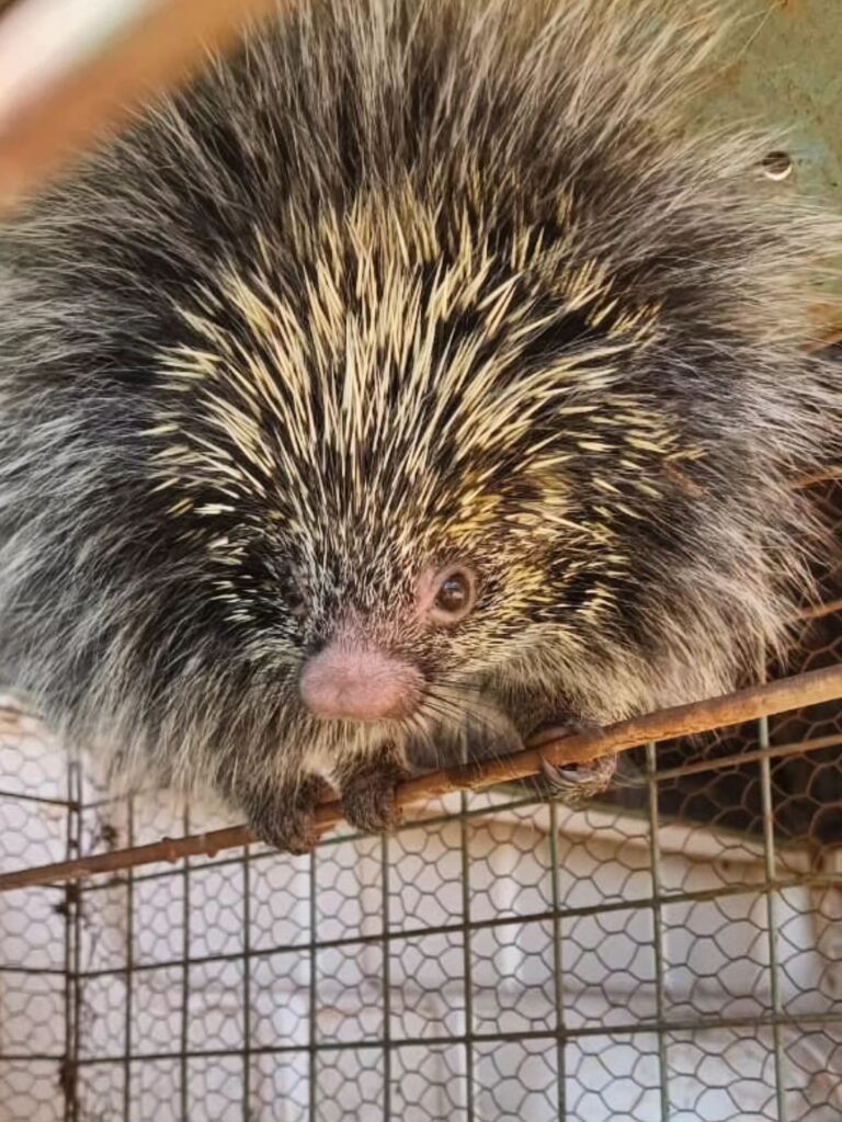 La Policía rescató y liberó a un erizo que había ingresado a un local en Gobernador Roca La Policía rescató y liberó a un erizo que había ingresado a un local en Gobernador Roca imagen-13