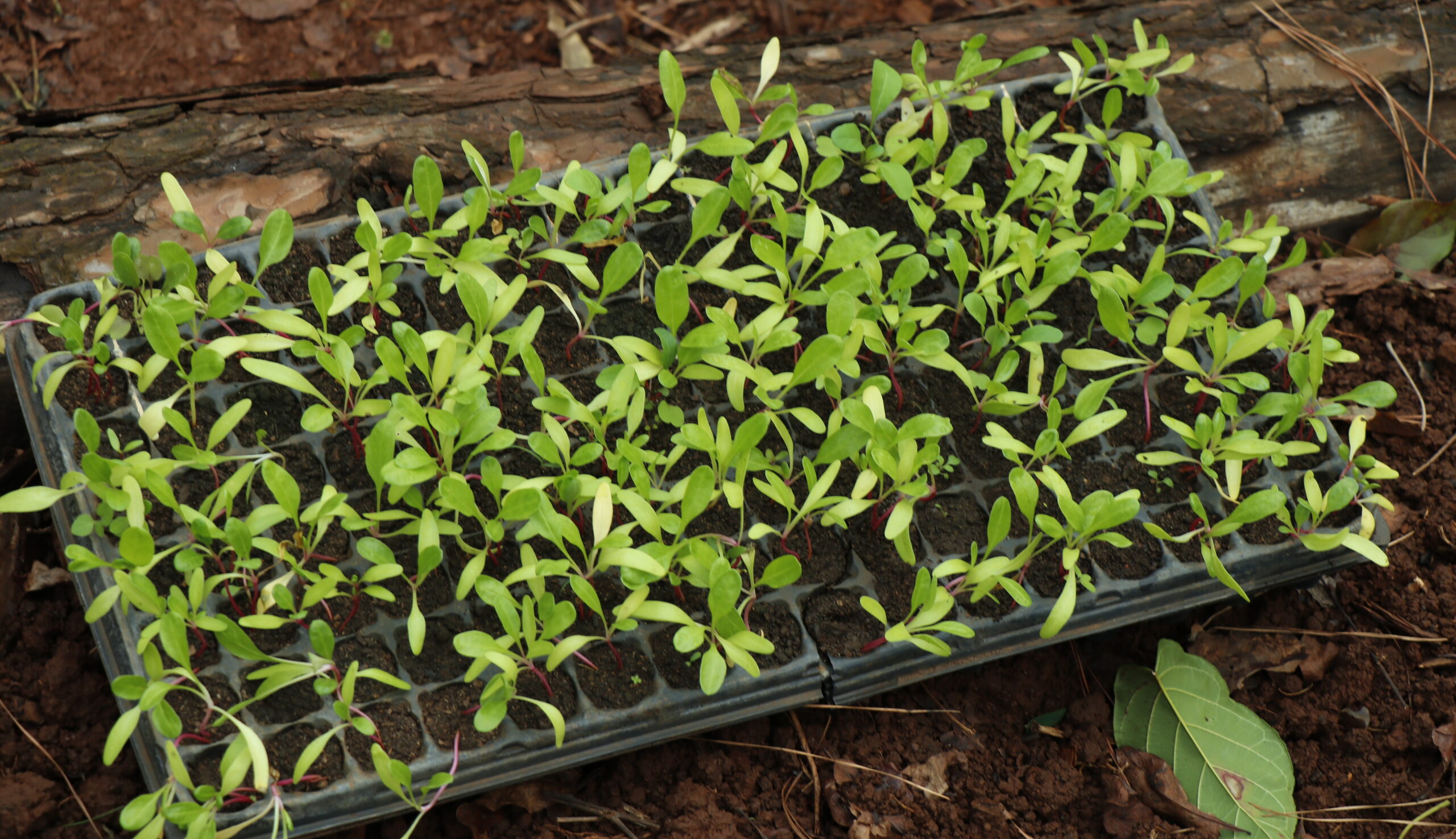 Mujeres del barrio "Sol de Misiones" levantan huerta comunitaria con apoyo técnico municipal y provincial imagen-8