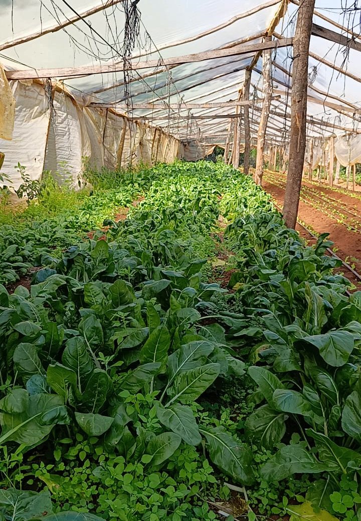 Sanción de la Ley de Promoción del Trabajo y Arraigo Rural: más oportunidades para jóvenes en la chacra, señalan imagen-4