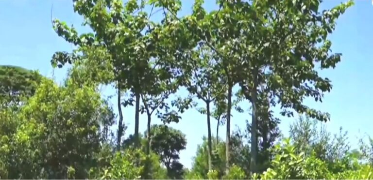 Legislatura: crean el Programa de Arborización Urbana con Yerba Mate Legislatura: crean el Programa de Arborización Urbana con Yerba Mate imagen-43