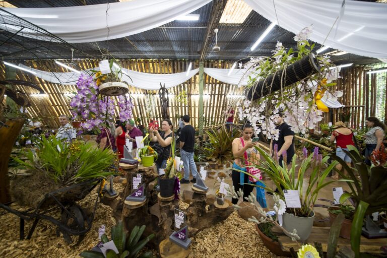 Todo listo en Montecarlo para la Fiesta Nacional de la Orquídea y la 41 Fiesta Provincial de la Flor imagen-19