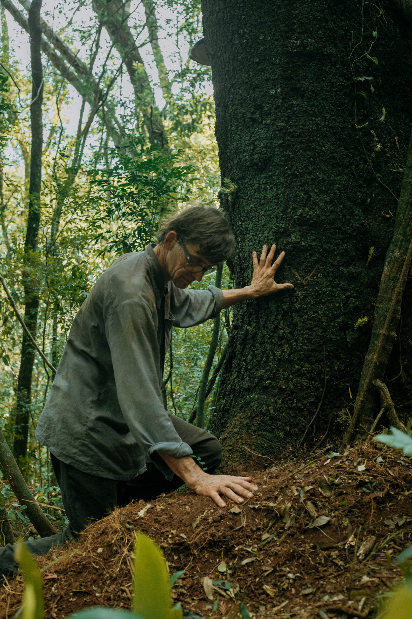 “Araucario”: memoria, cine y resistencia en la pantalla misionera imagen-12