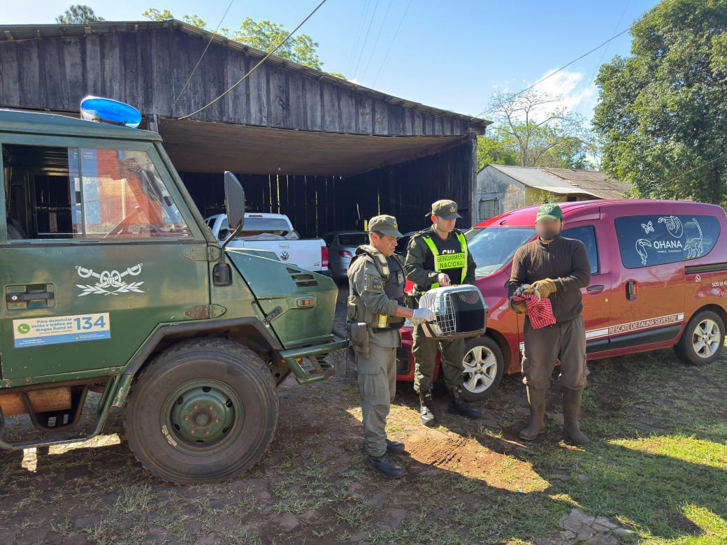 Un oso melero merodeaba por la zona de Panambí y fue resguardado por gendarmes para luego llevarlo a "Ohana" imagen-2