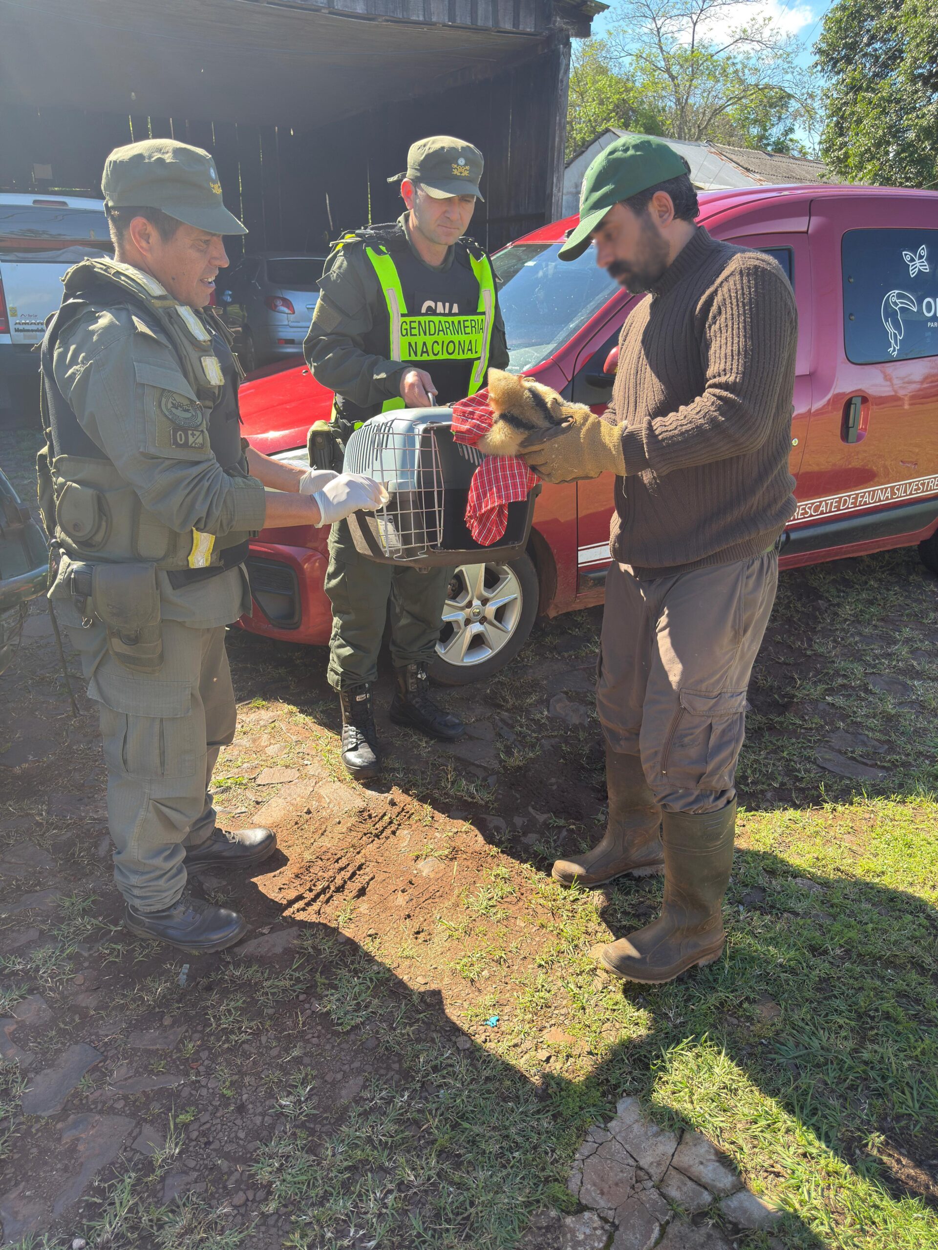 Un oso melero merodeaba por la zona de Panambí y fue resguardado por gendarmes para luego llevarlo a "Ohana" imagen-4