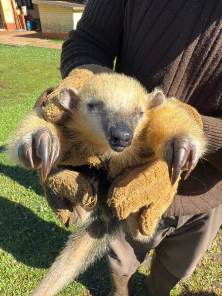 Un oso melero merodeaba por la zona de Panambí y fue resguardado por gendarmes para luego llevarlo a «Ohana» Un oso melero merodeaba por la zona de Panambí y fue resguardado por gendarmes para luego llevarlo a "Ohana" imagen-8