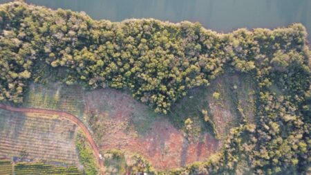 Deforestación: gracias a los controles ambientales, en los últimos 10 años Misiones tuvo una reducción histórica imagen-5