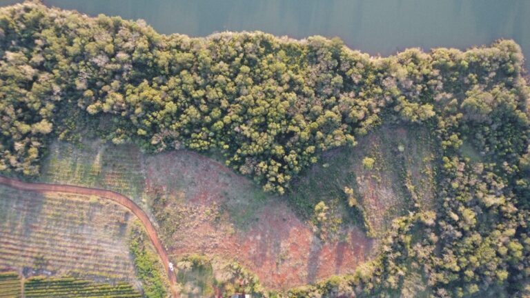 Deforestación: gracias a los controles ambientales, en los últimos 10 años Misiones tuvo una reducción histórica Deforestación: gracias a los controles ambientales, en los últimos 10 años Misiones tuvo una reducción histórica imagen-45