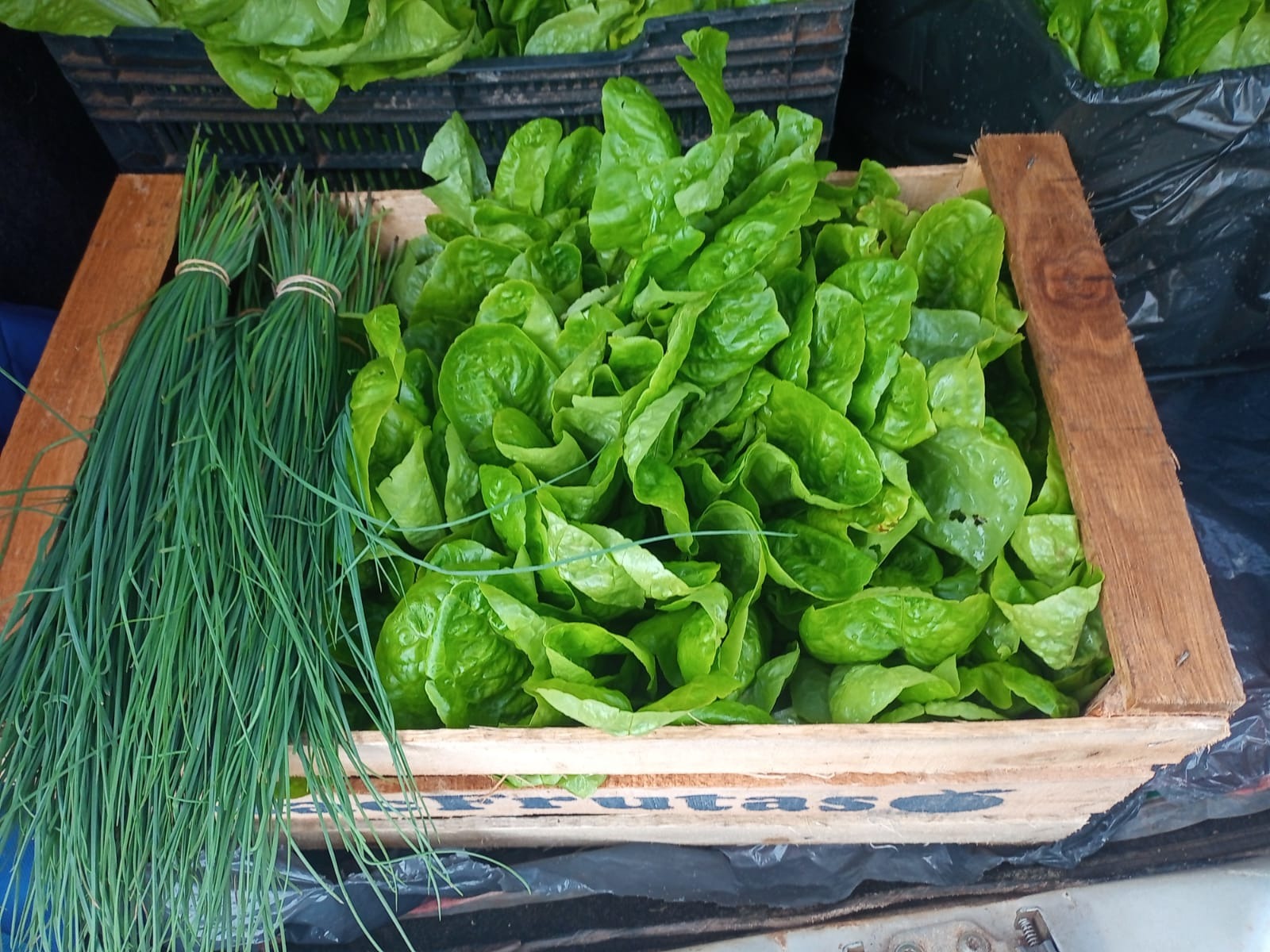 Estudiantes de Ecología Urbana impulsan una ya exitosa huerta ecológica en Posadas imagen-4