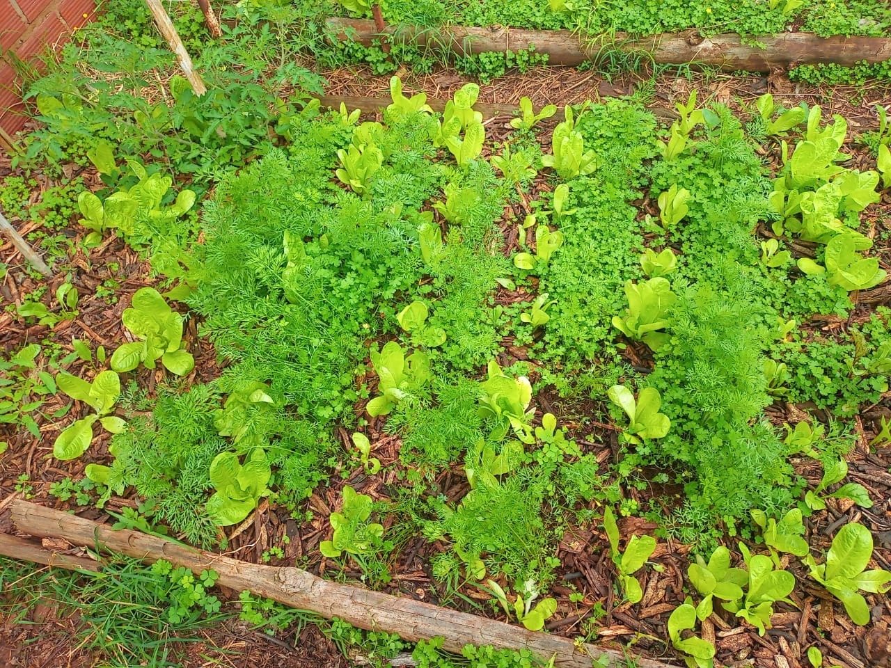 Estudiantes de Ecología Urbana impulsan una ya exitosa huerta ecológica en Posadas imagen-6