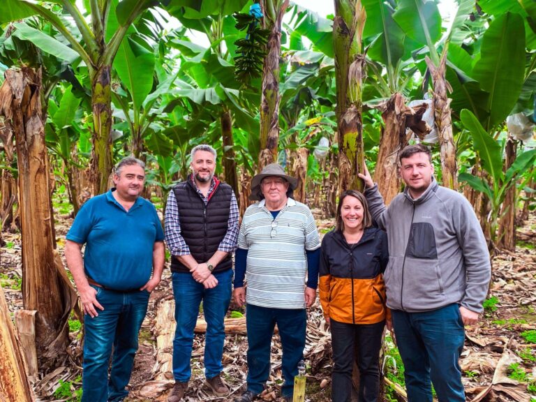 Cooperación regional: desde 2020, Misiones acompaña el fortalecimiento de la producción bananera en Salta Cooperación regional: desde 2020, Misiones acompaña el fortalecimiento de la producción bananera en Salta imagen-48