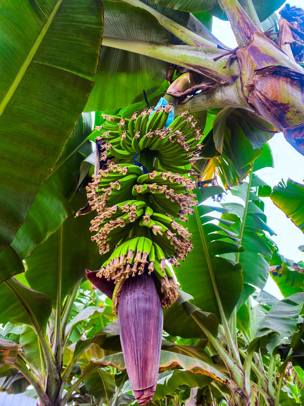 Cooperación regional: desde 2020, Misiones acompaña el fortalecimiento de la producción bananera en Salta imagen-2