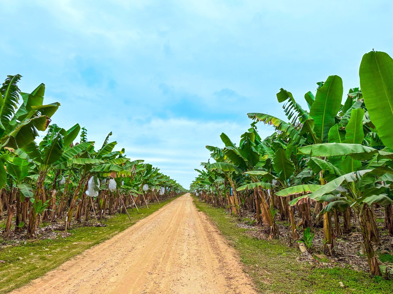 Cooperación regional: desde 2020, Misiones acompaña el fortalecimiento de la producción bananera en Salta imagen-4
