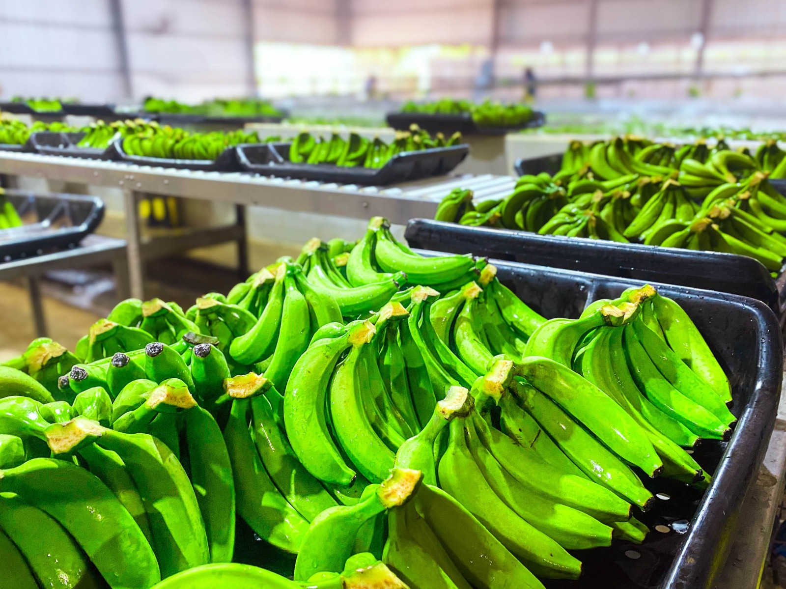 Cooperación regional: desde 2020, Misiones acompaña el fortalecimiento de la producción bananera en Salta imagen-6