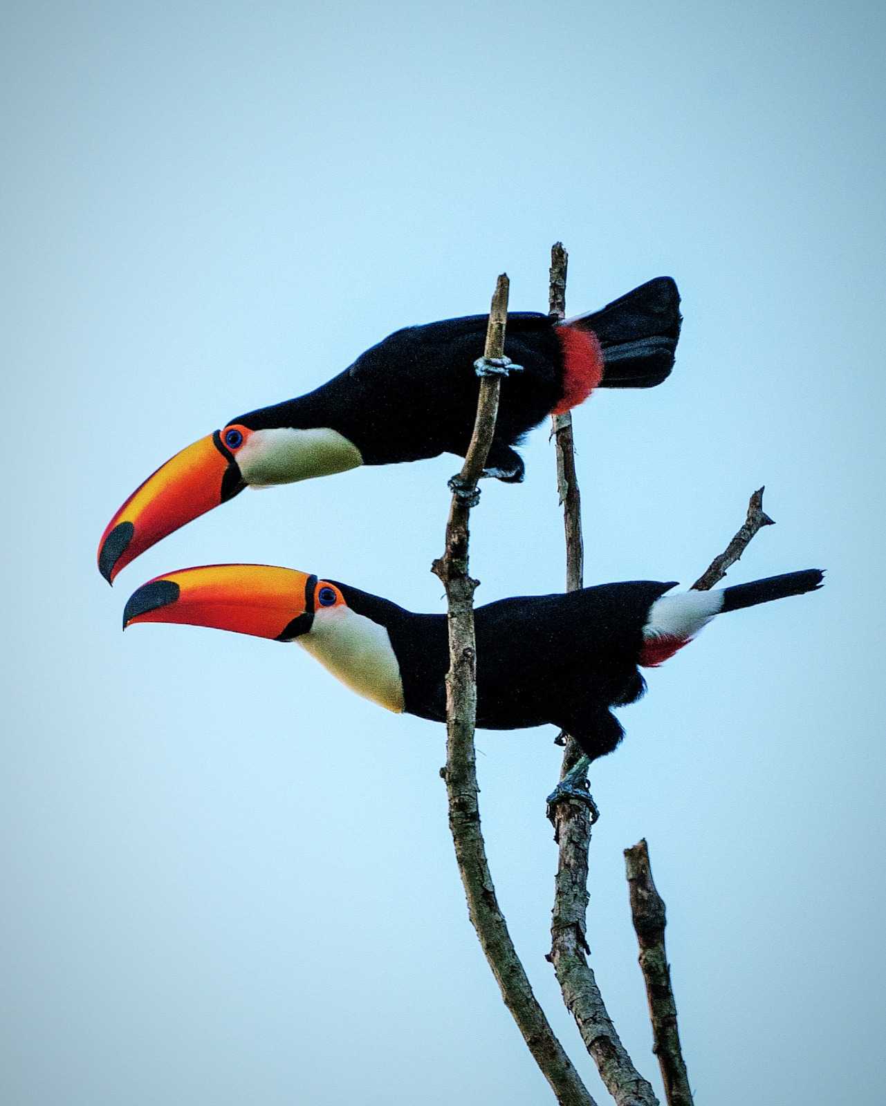 Volar 2025: turismo de naturaleza y conservación se reúnen este fin de semana en Puerto Iguazú imagen-2