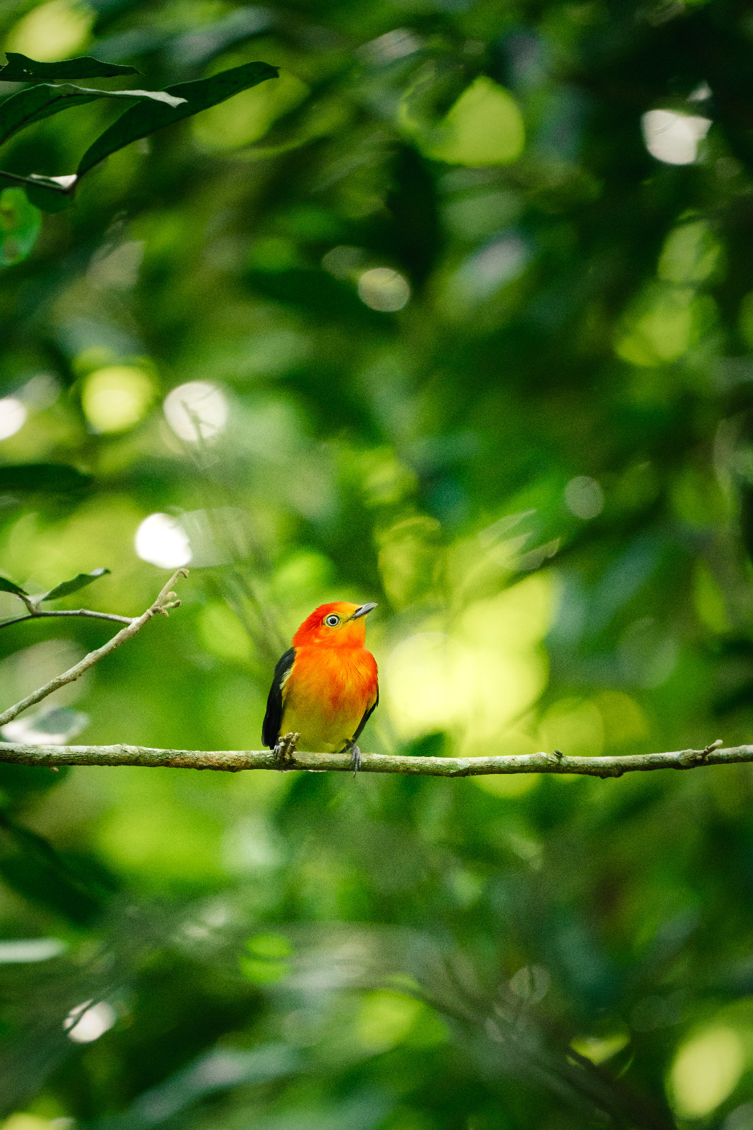 Volar 2025: turismo de naturaleza y conservación se reúnen este fin de semana en Puerto Iguazú imagen-4
