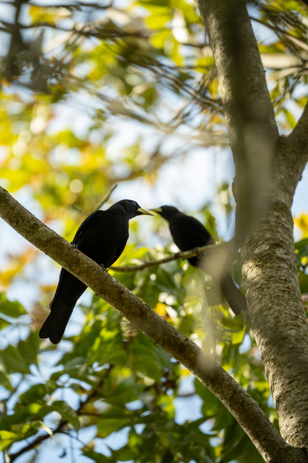 Volar 2025: turismo de naturaleza y conservación se reúnen este fin de semana en Puerto Iguazú imagen-6