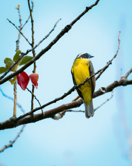 Volar 2025: turismo de naturaleza y conservación se reúnen este fin de semana en Puerto Iguazú imagen-10