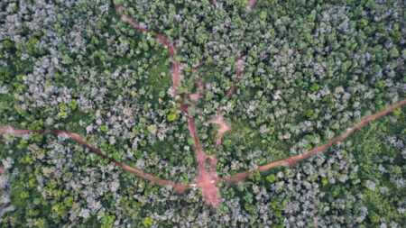 Ecología suspendió un plan de manejo forestal en Gobernador Roca por ausencia de consulta a comunidades guaraníes imagen-1