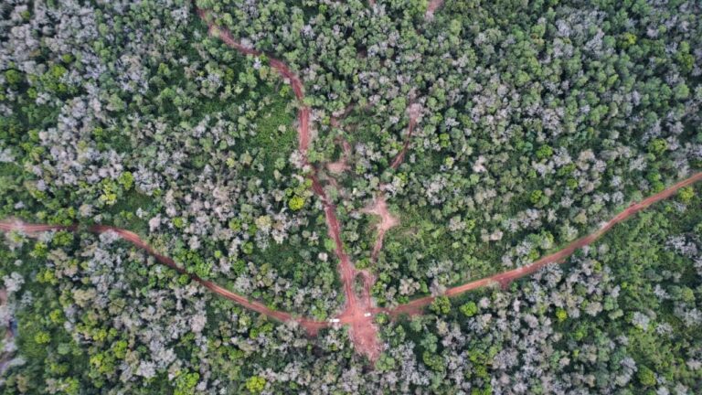 Ecología suspendió un plan de manejo forestal en Gobernador Roca por ausencia de consulta a comunidades guaraníes Ecología suspendió un plan de manejo forestal en Gobernador Roca por ausencia de consulta a comunidades guaraníes imagen-19