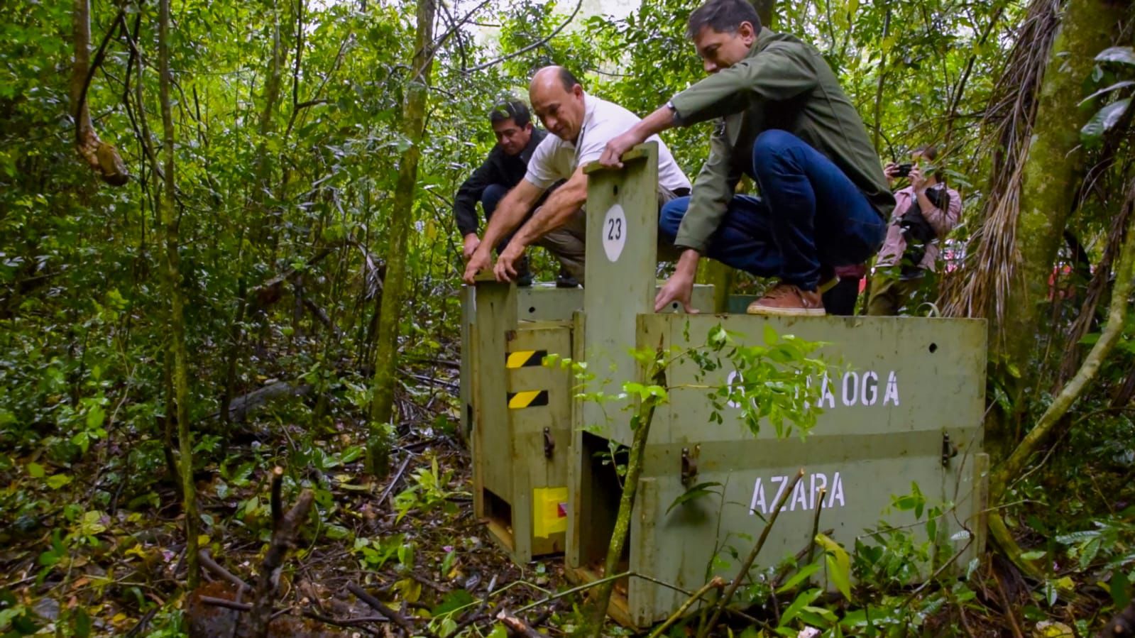 Tras un largo proceso de rehabilitación, tres pecaríes labiados y una lechuza fueron reinsertados en su hábitat natural imagen-6