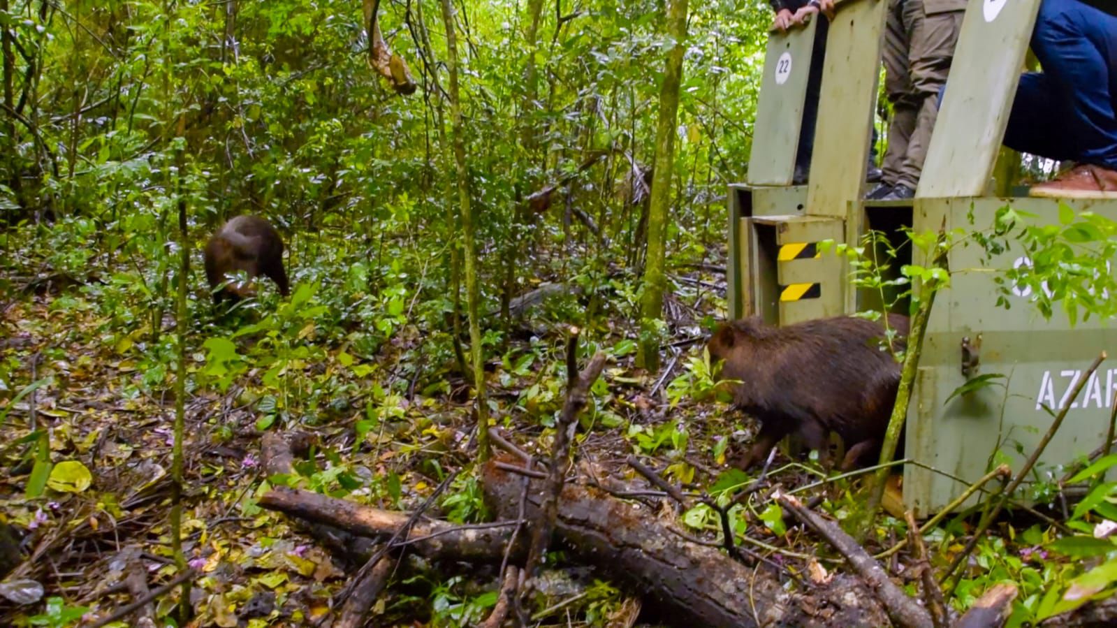 Tras un largo proceso de rehabilitación, tres pecaríes labiados y una lechuza fueron reinsertados en su hábitat natural imagen-2
