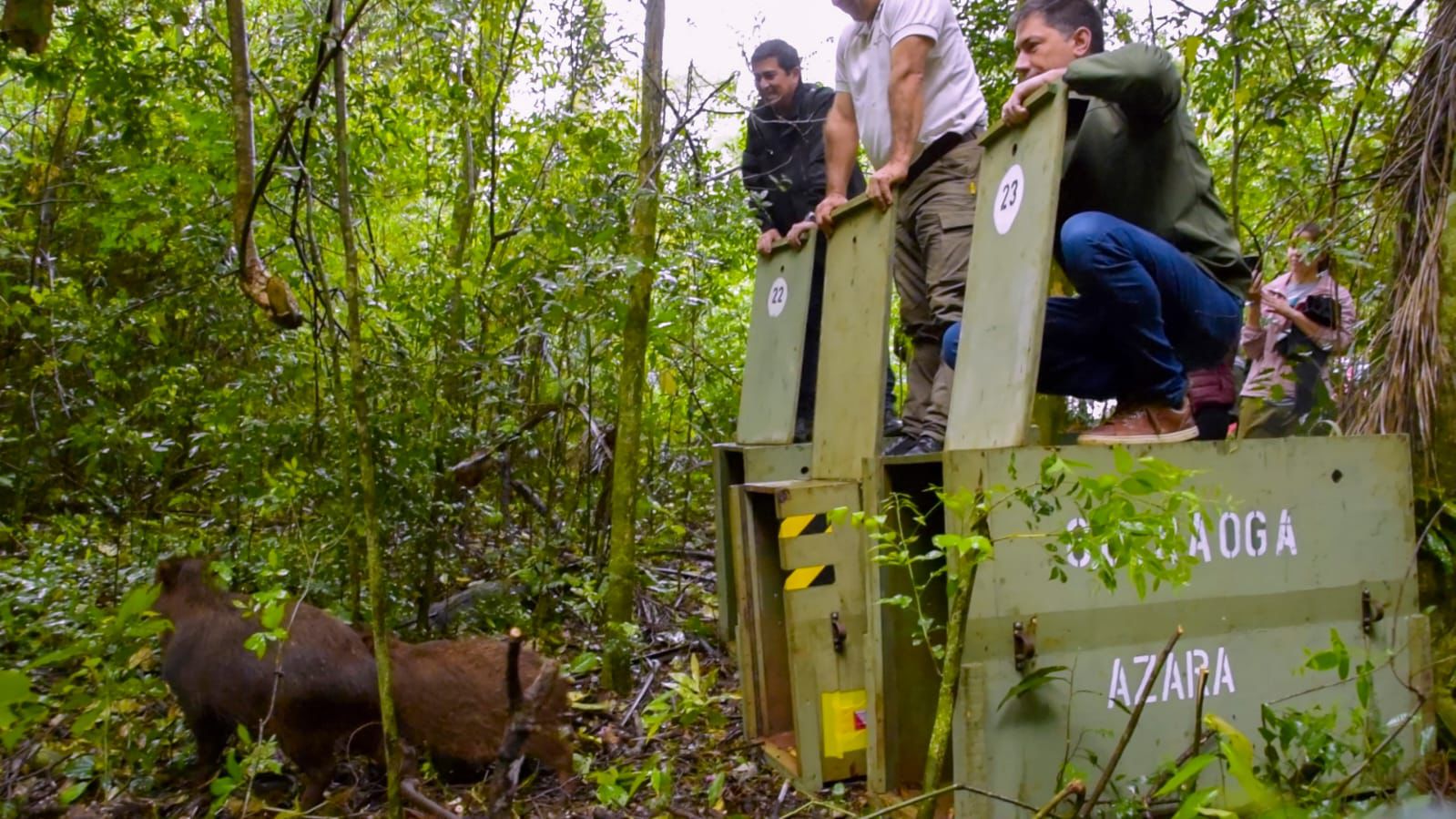 Tras un largo proceso de rehabilitación, tres pecaríes labiados y una lechuza fueron reinsertados en su hábitat natural imagen-10