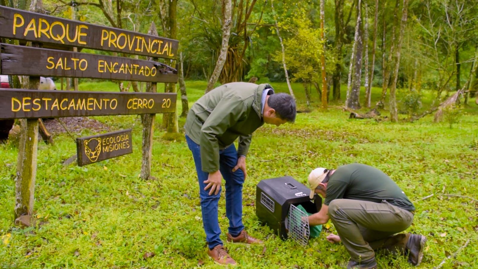 Tras un largo proceso de rehabilitación, tres pecaríes labiados y una lechuza fueron reinsertados en su hábitat natural imagen-8